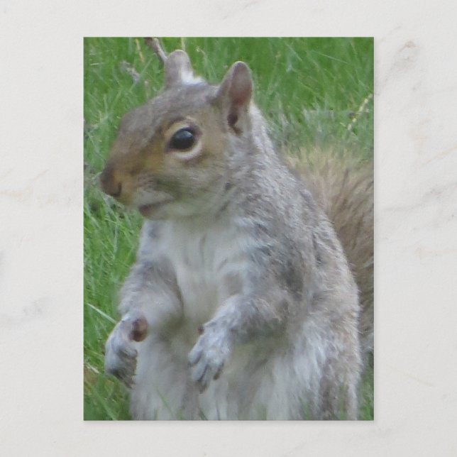 Nahes Eichhörnchen Postkarte (Vorderseite)