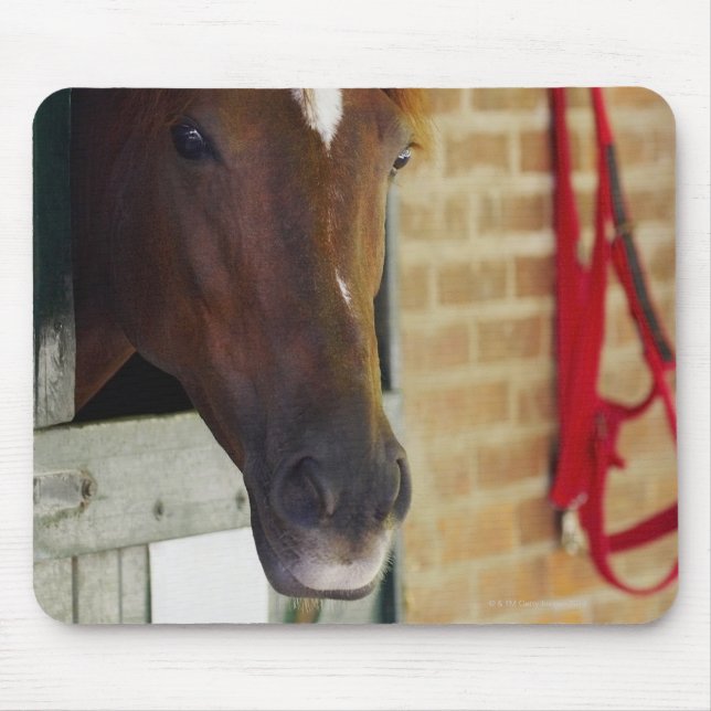 Nahes Einsetzen eines Pferdes 3 Mousepad (Vorne)