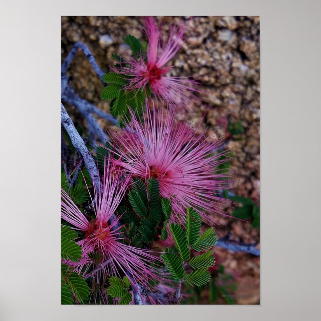 Nahes Foto von Blume aus rosafarbenem Glanz Poster (Vorne)
