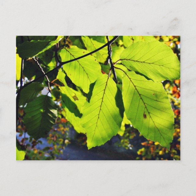 Nahes Foto von Buche-Blätter Postkarte (Vorderseite)