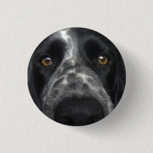 Nahes hohes Abzeichen des Spaniel Button