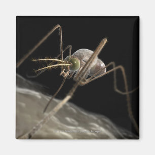 Nahes hohes Beißen des Moskitos 3d Magnet