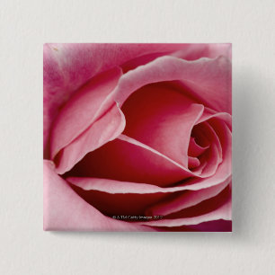 Nahes hohes der Roten Rose Button