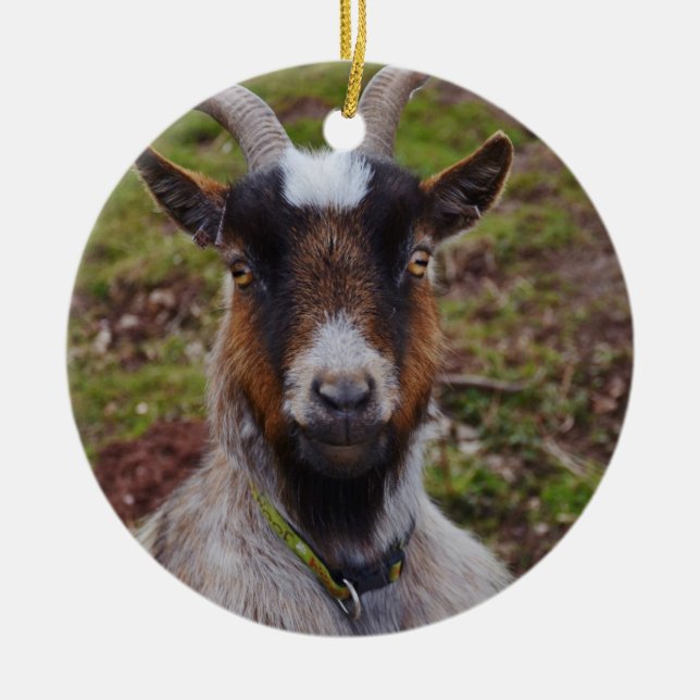 Nahes hohes der Ziege Keramik Ornament (Vorne)