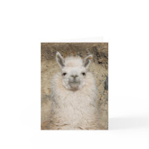 Nahes hohes des Alpaka-Lamas - Hauptprofil