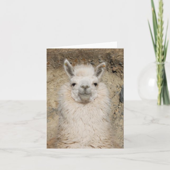 Nahes hohes des Alpaka-Lamas - Hauptprofil Karte (Vorderseite)