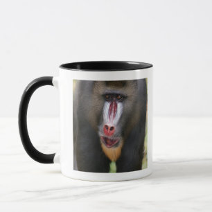 Nahes hohes des Dorns (Mandrillussphinx) Tasse