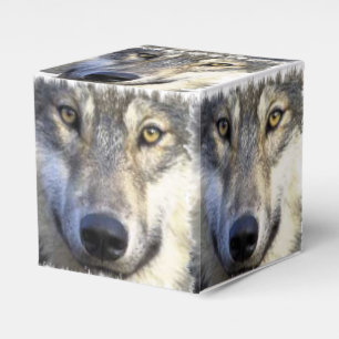 Nahes hohes des Wolfgesichtes Geschenkschachtel