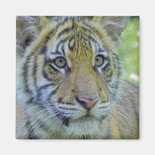 Nahes hohes Porträt Tiger-CUBs Magnet