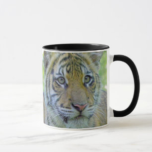 Nahes hohes Porträt Tiger-CUBs Tasse
