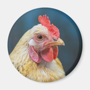 Nahes Hühnchen Magnet