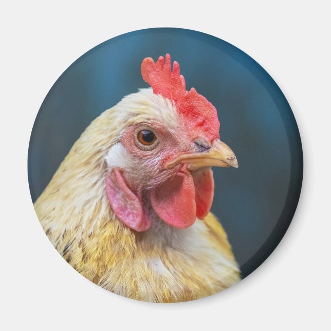 Nahes Hühnchen Magnet (Vorne)