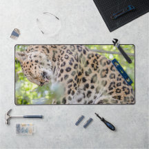 Nahes Leopard-Foto