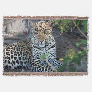 Nahes Leopardenportrait Decke