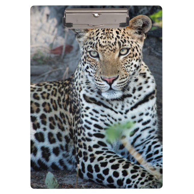 Nahes Leopardenportrait Klemmbrett (Vorderseite)