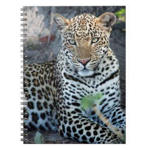 Nahes Leopardenportrait Notizblock