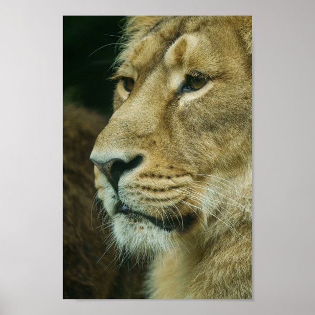 Nahes Lötprofil Poster (Vorne)