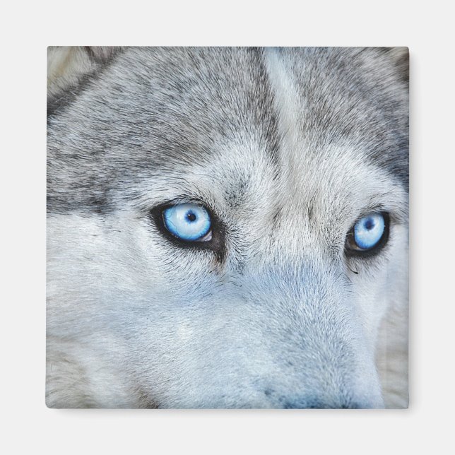 Nahes Oberteil des sibirischen Husky mit blauen Au Magnet (Vorne)