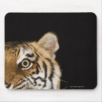 Nahes Ohr des zerreißenden Tigers