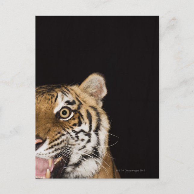 Nahes Ohr des zerreißenden Tigers Postkarte (Vorderseite)