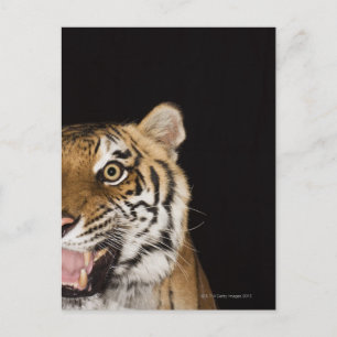 Nahes Ohr des zerreißenden Tigers Postkarte