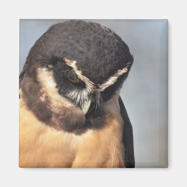 Nahes Owl, das wütend auf den Hafen schaut Magnet (Vorne)