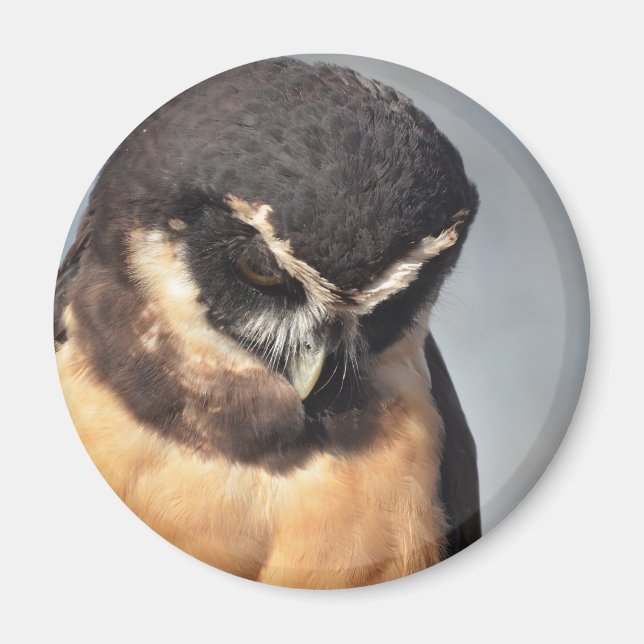Nahes Owl, wütend nach unten schauend Magnet (Vorne)