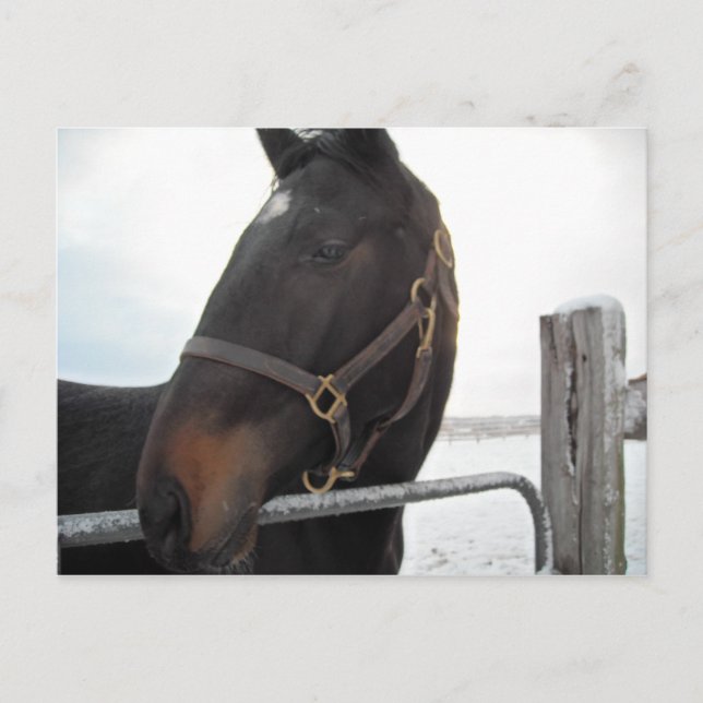 Nahes Pferd Postkarte (Vorderseite)