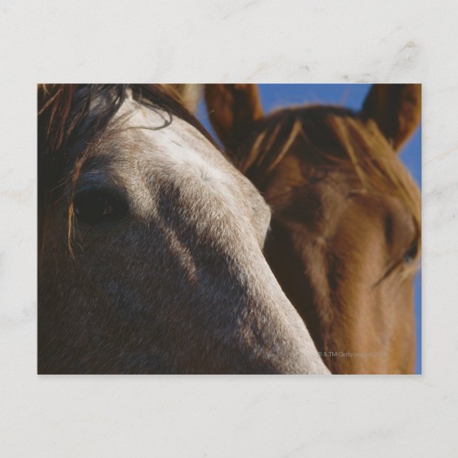 Nahes Pferd Postkarte (Vorderseite)