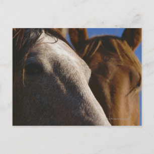 Nahes Pferd Postkarte