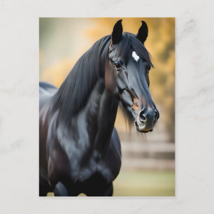 Nahes Portrait eines Schwarzen Pferdes Postkarte
