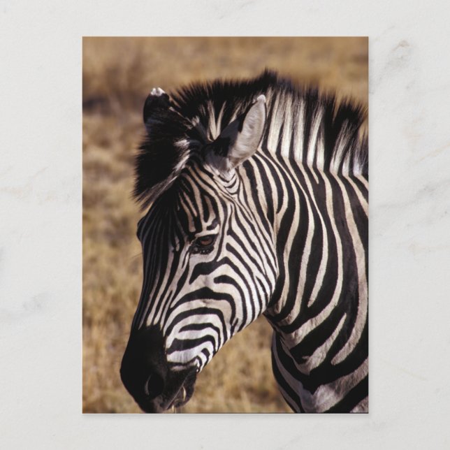 Nahes Porträt eines Zebra - Simbabwe Postkarte (Vorderseite)