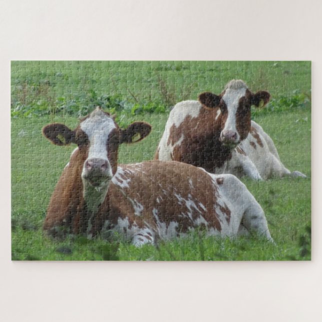 Nahes Puzzle: Zwei Niedliche weißbraune Kühe (Horizontal)