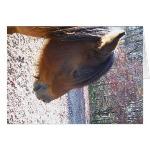 Nahes Reitpferd, Little Brown Pony