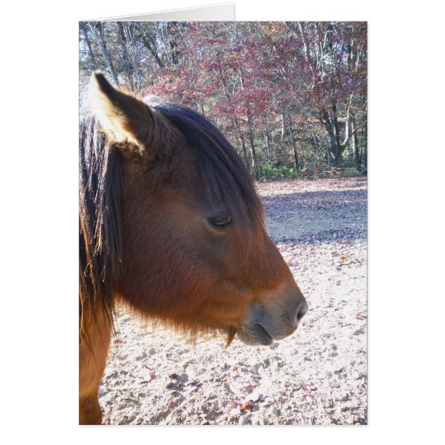 Nahes Reitpferd, Little Brown Pony (Vorne)