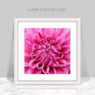 Nahes rosa Dahlia (rosa Blume) Foto drucken