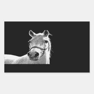 Nahes Schwarz-weißes Pferd in der Nacht Rechteckiger Aufkleber