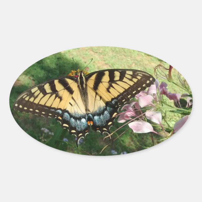 Nahes Tiger-Frack neben Cleome Ovaler Aufkleber (Vorderseite)