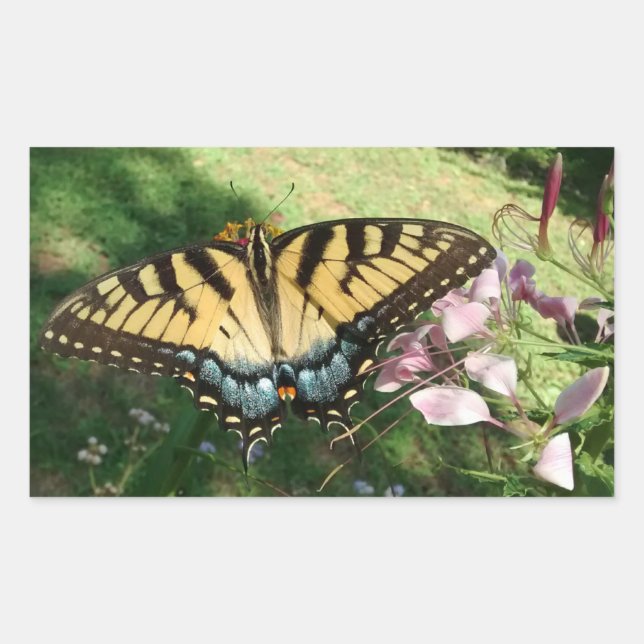 Nahes Tiger-Frack neben Cleome Recta Rechteckiger Aufkleber (Vorderseite)
