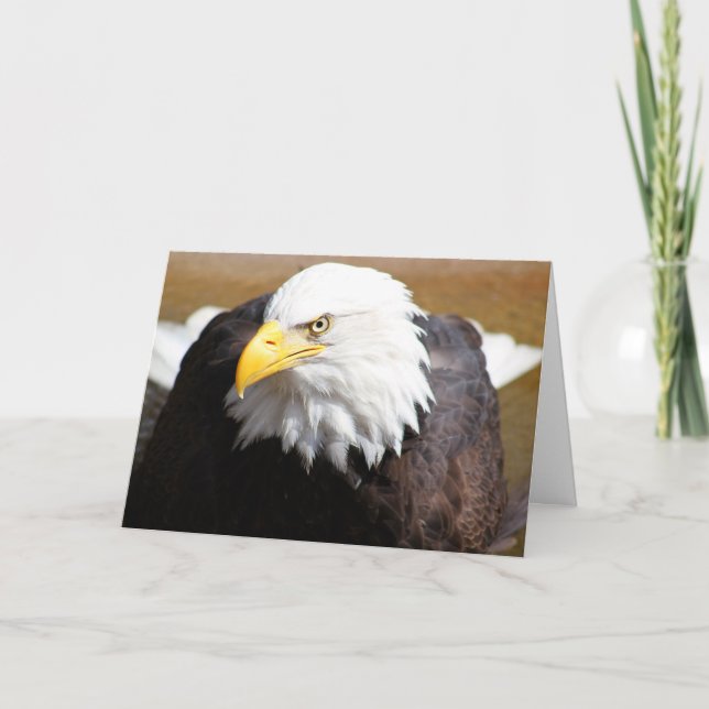 Nahes Up Bald Eagle Blank Notecard Karte (Vorderseite)