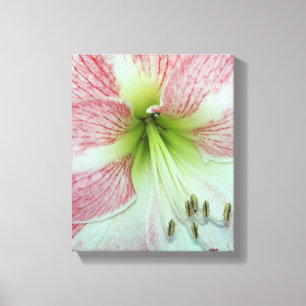 nahes Up einer offenen, roten und weißen Amaryllis Leinwanddruck