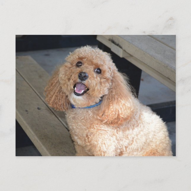 Nahes Up Niedlich Cockapoo Hund lächeln an Kamera Postkarte (Vorderseite)