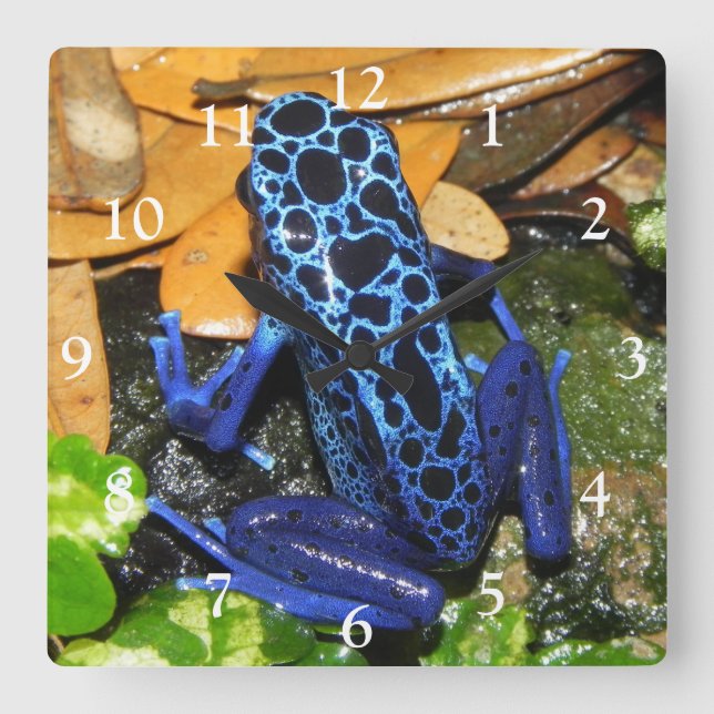 Nahes Up of a Blue Poision Dart Frog Quadratische Wanduhr (Vorderseite)