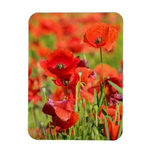 Nahes up of a Poppy field, Frankreich Magnet
