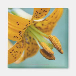 Nahes Up of a Yellow Lilie Magnet