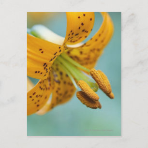 Nahes Up of a Yellow Lilie Postkarte