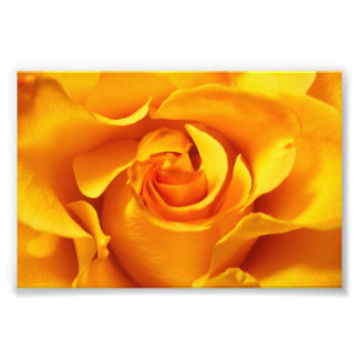 Nahes Up of a Yellow Rose Fotodruck