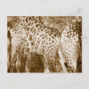 Nahes Up of Giraffes Krüger National Park South Postkarte