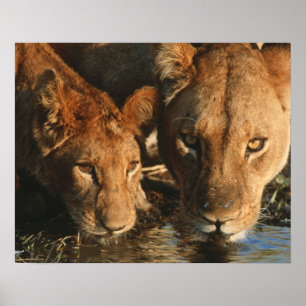 Nahes up of Lioness (Panthera leo) und cub Poster