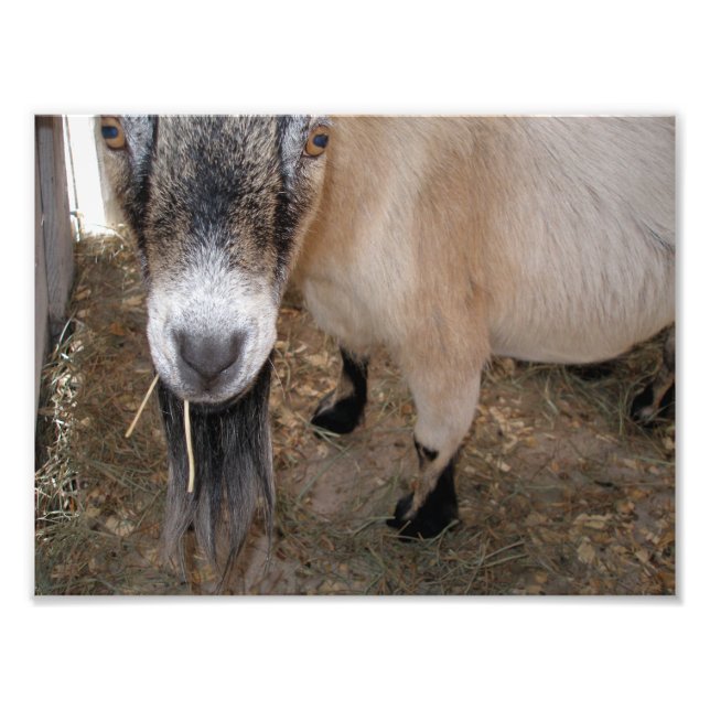 Nahes Up von Billy Goat Eating Hay Fotodruck (Vorne)